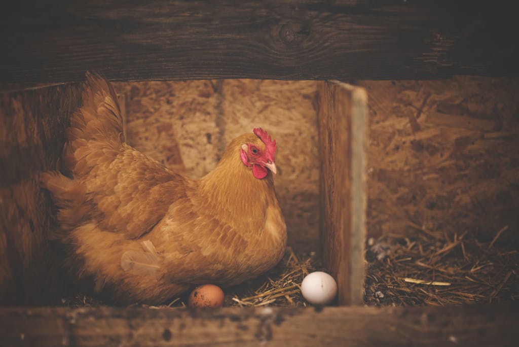 Brown Hen Near White Egg on Nest | Do vegans eat eggs? | Ayurvega